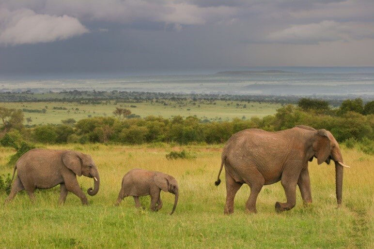 Bush Savannah