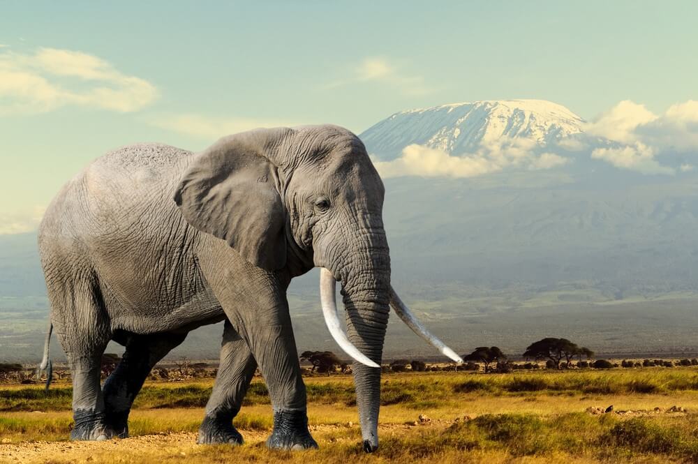 World Animal Day